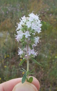 Image de Thymus spinulosus Ten.