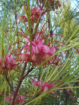 Image of Johnson’s grevillea