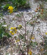 Image of Horseshoe-vetch