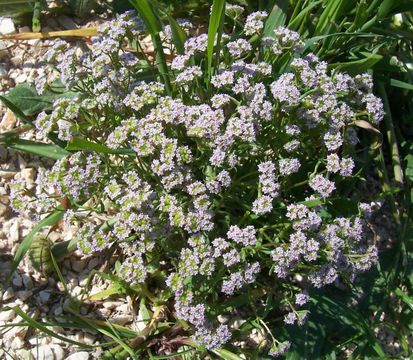 صورة Valerianella pumila (L.) DC.