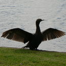 Imagem de Phalacrocorax sulcirostris (Brandt & JF 1837)