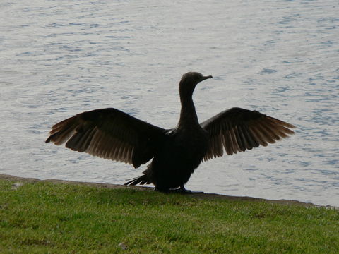 Image of Little Black Cormorant