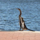 Anhinga novaehollandiae (Gould 1847) resmi