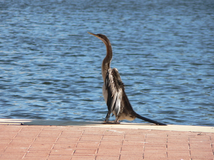 Plancia ëd Anhinga novaehollandiae (Gould 1847)