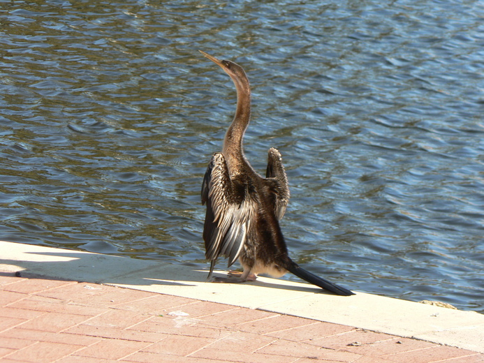 Plancia ëd Anhinga novaehollandiae (Gould 1847)