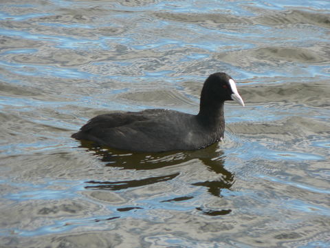 Imagem de Fulica atra Linnaeus 1758