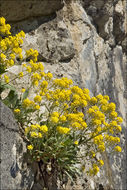 Image of Basket of Gold