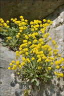 Image of Basket of Gold