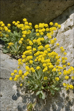 Image of Basket of Gold