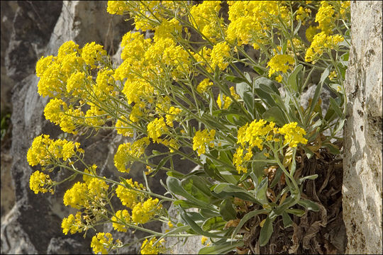 Image of Basket of Gold