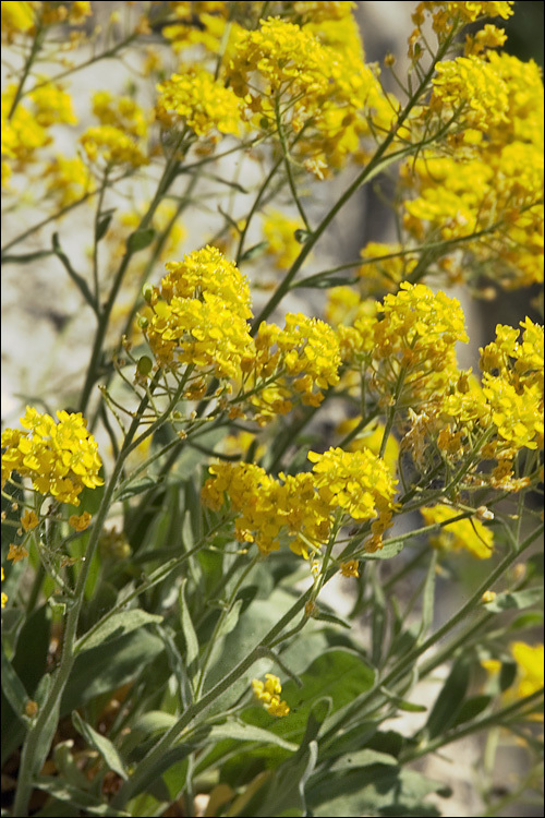 Image of Basket of Gold