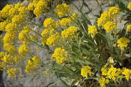 Image of Basket of Gold