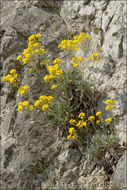 Image of Basket of Gold