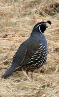 Image of California Quail