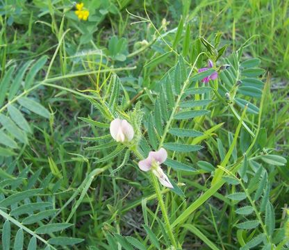 Image of smooth yellow vetch