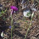 Crupina crupinastrum (Moris) Vis.的圖片