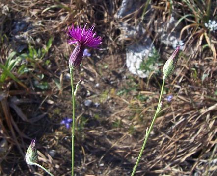 Plancia ëd Crupina crupinastrum (Moris) Vis.