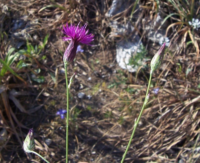 Image de Crupina crupinastrum (Moris) Vis.