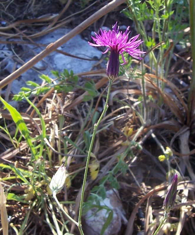 Image de Crupina crupinastrum (Moris) Vis.