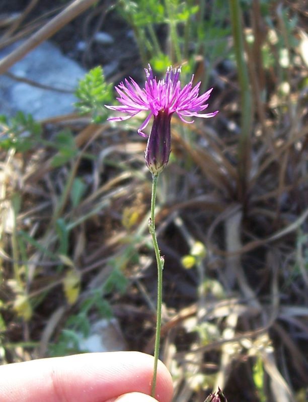 Image de Crupina crupinastrum (Moris) Vis.