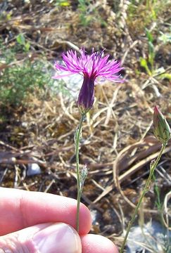 Crupina crupinastrum (Moris) Vis.的圖片