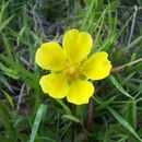 Imagem de Potentilla reptans L.