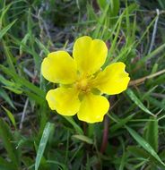 Image of creeping cinquefoil