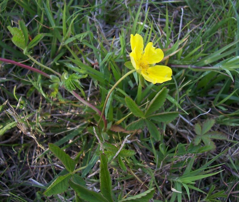 Image of creeping cinquefoil