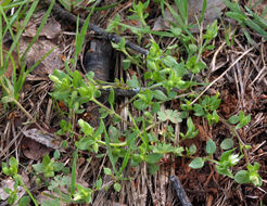 Image of common chickweed