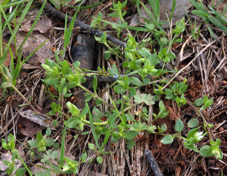 Image of common chickweed