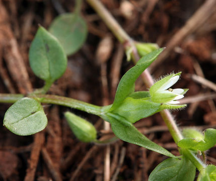 Image of common chickweed