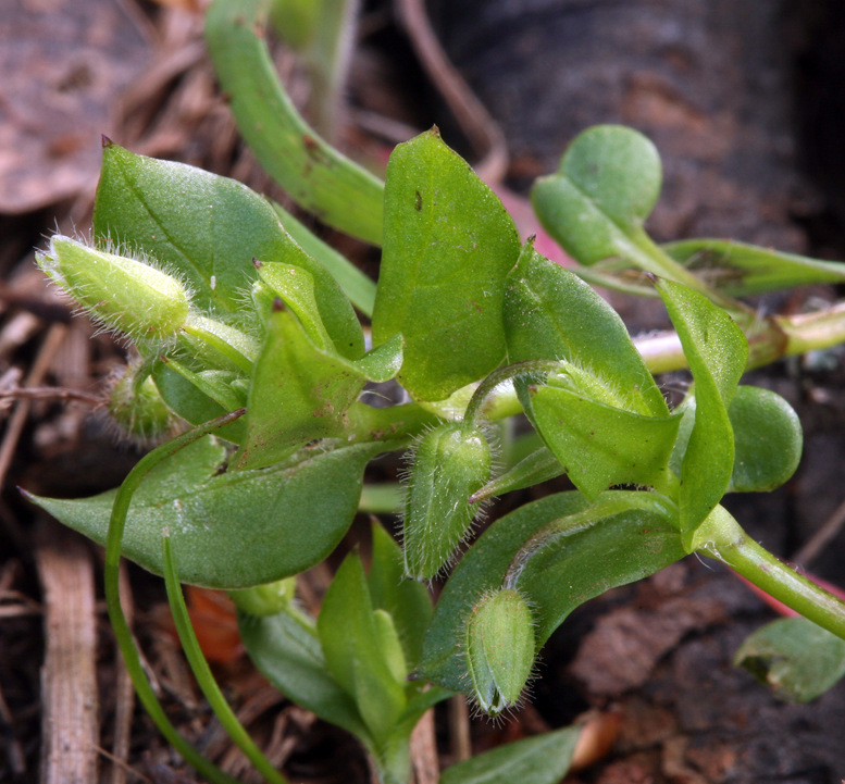 Image of common chickweed