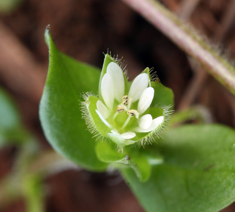 Image of common chickweed