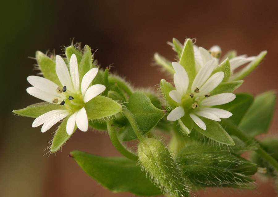 Image of common chickweed