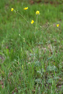 Imagem de Ranunculus occidentalis Nutt.