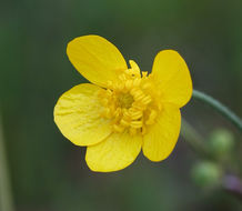 Imagem de Ranunculus occidentalis Nutt.