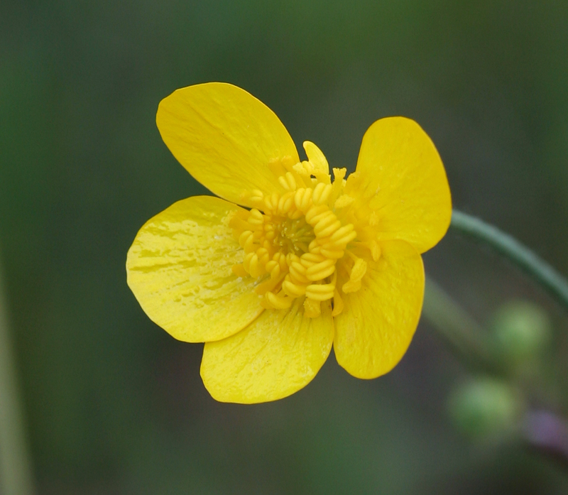 Imagem de Ranunculus occidentalis Nutt.