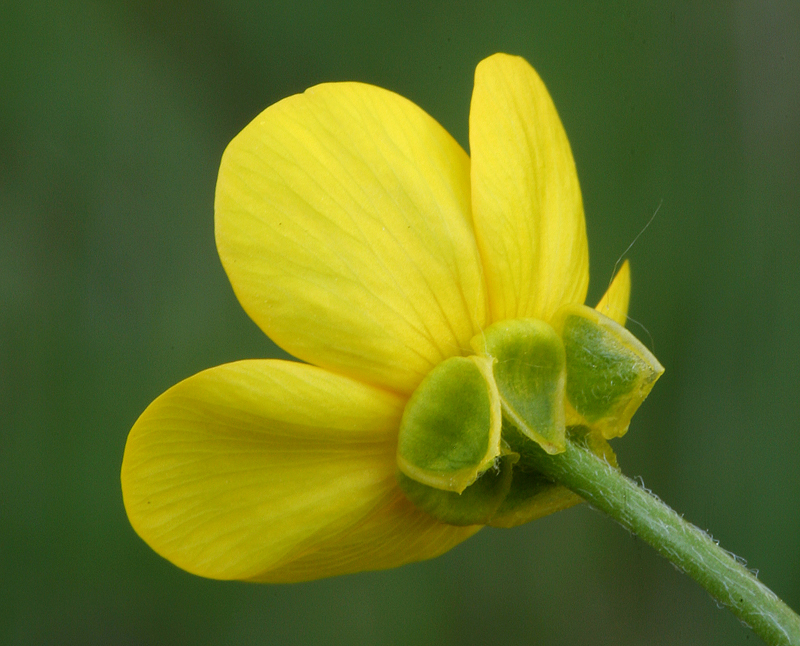 Imagem de Ranunculus occidentalis Nutt.