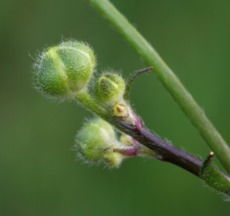 Imagem de Ranunculus occidentalis Nutt.