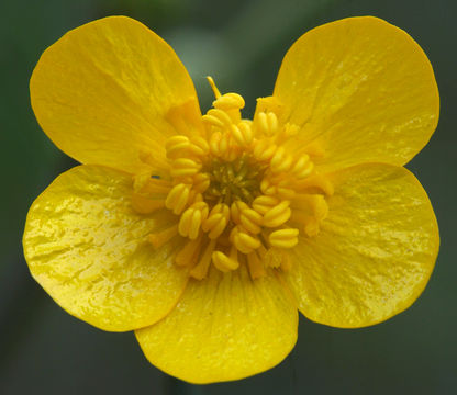 Imagem de Ranunculus occidentalis Nutt.