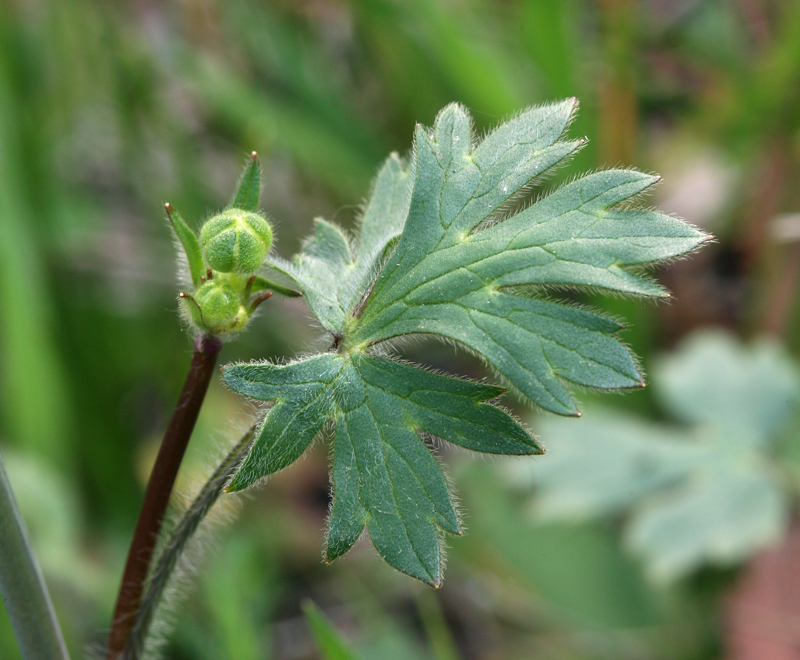 Imagem de Ranunculus occidentalis Nutt.