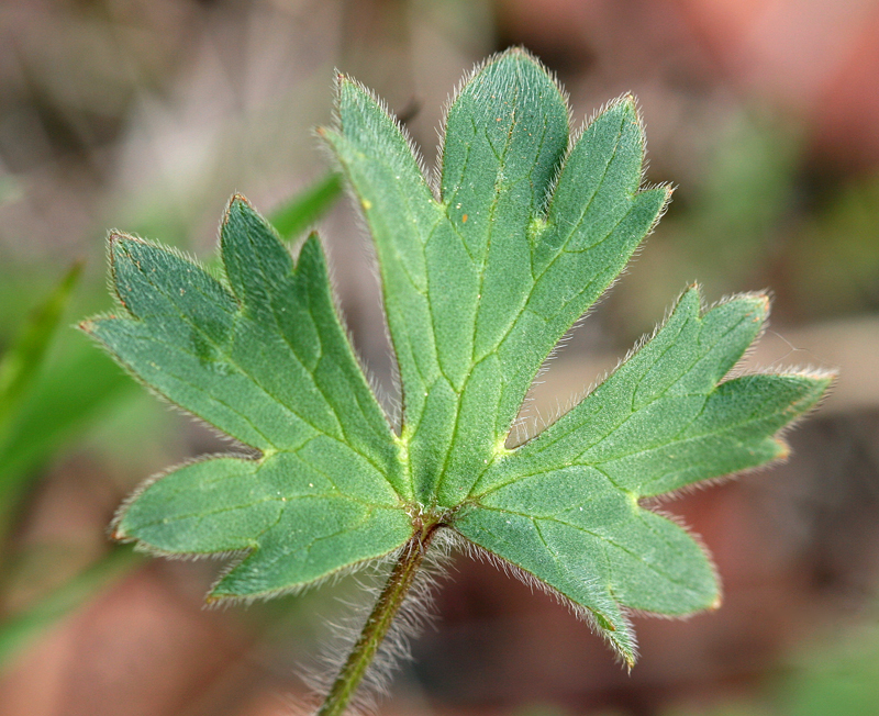 Imagem de Ranunculus occidentalis Nutt.