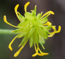 Imagem de Ranunculus occidentalis Nutt.