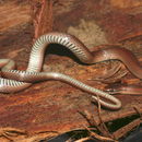 Image of Forest Sharp-tailed Snake