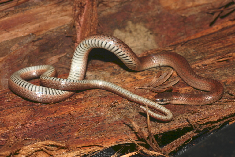 Image of Forest Sharp-tailed Snake