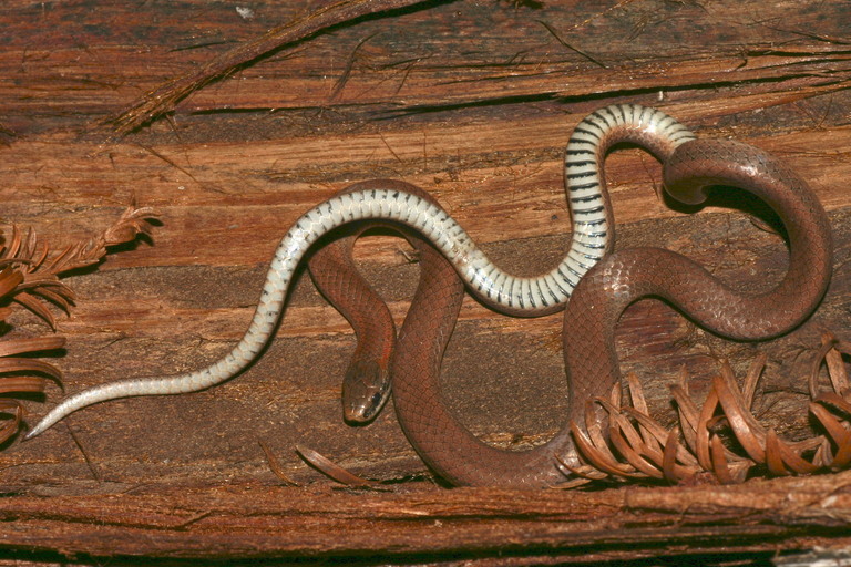 Image of Forest Sharp-tailed Snake