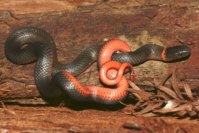 Image of Ring-necked Snake