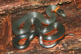 Image of Ring-necked Snake