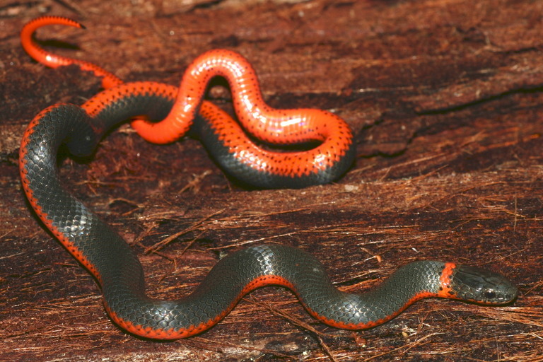 Image of Ring-necked Snake