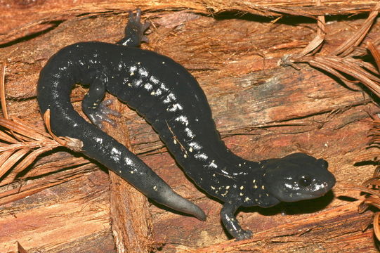 Image of Black Salamander